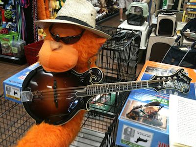 sitting in with the band - our newest member